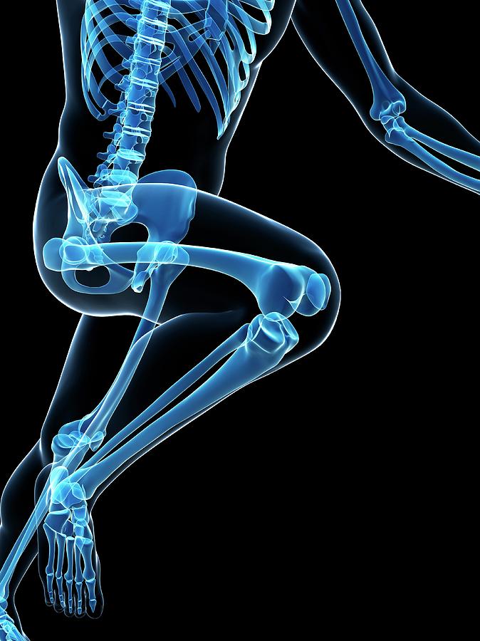Skeletal System Of Runner #55 Photograph by Sebastian Kaulitzki