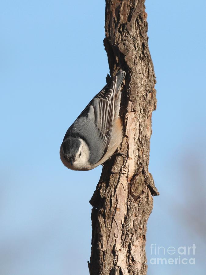 White-breasted Nuthatch #55 Photograph by Jack R Brock