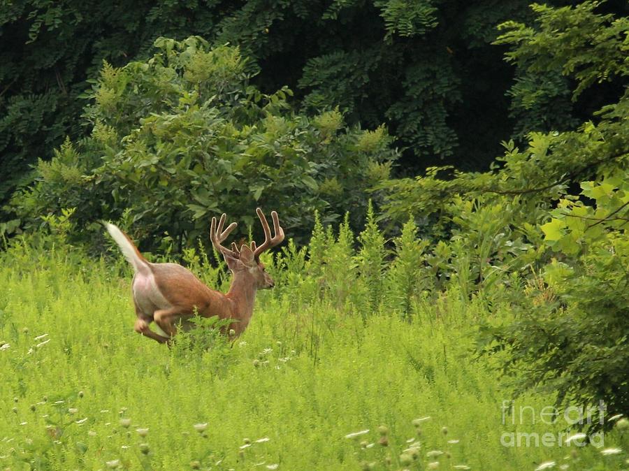 White-tailed Deer #55 Photograph by Jack R Brock