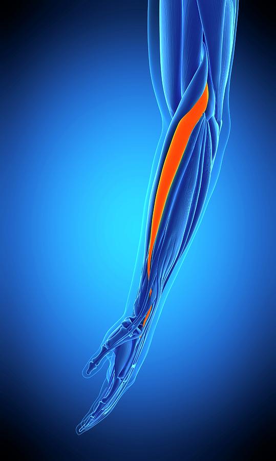 Arm Muscle #56 by Sebastian Kaulitzki/science Photo Library