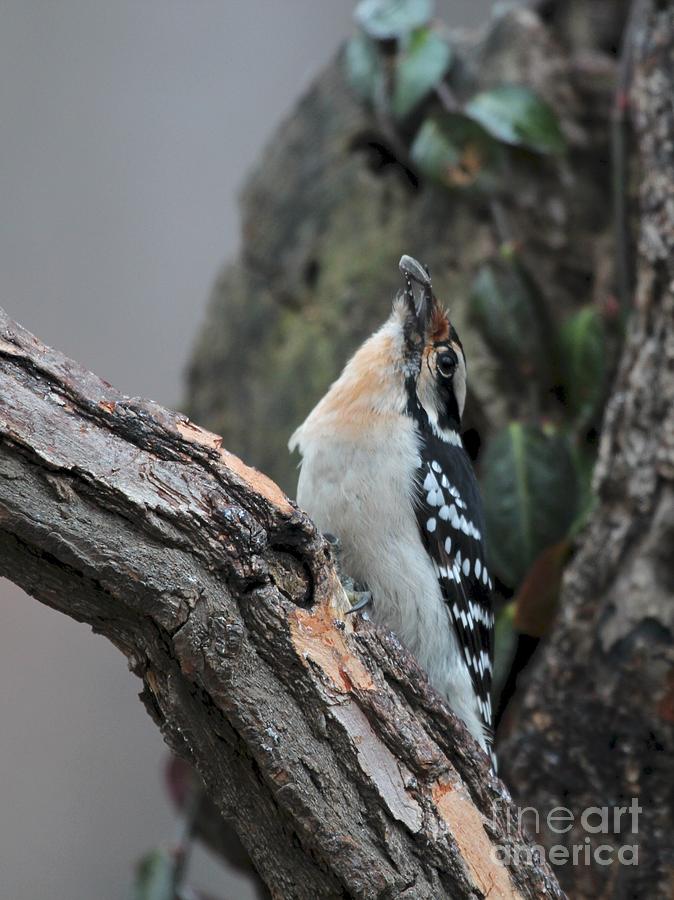 Downy Woodpecker #56 Photograph by Jack R Brock