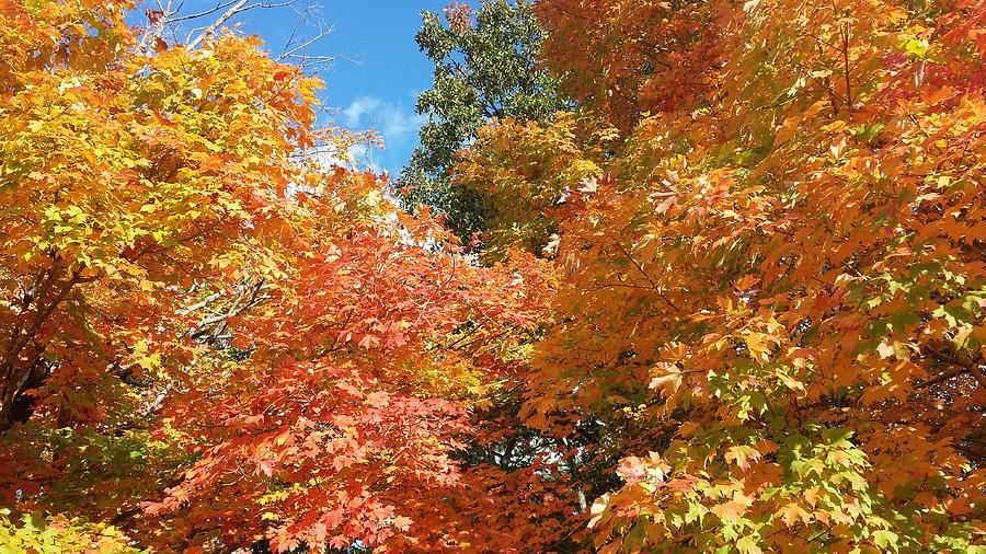 Fall Explosion of Color #56 Photograph by Kenny Glover