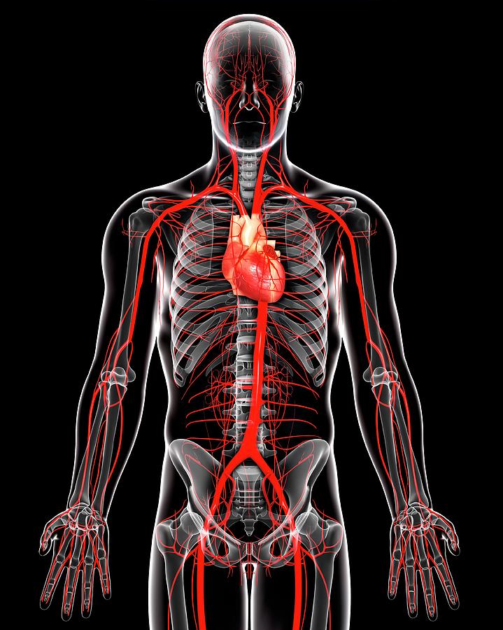 Human Arteries 56 Photograph By Pixologicstudioscience Photo Library