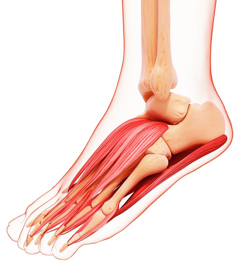 Human Foot Musculature Photograph by Pixologicstudio/science Photo ...