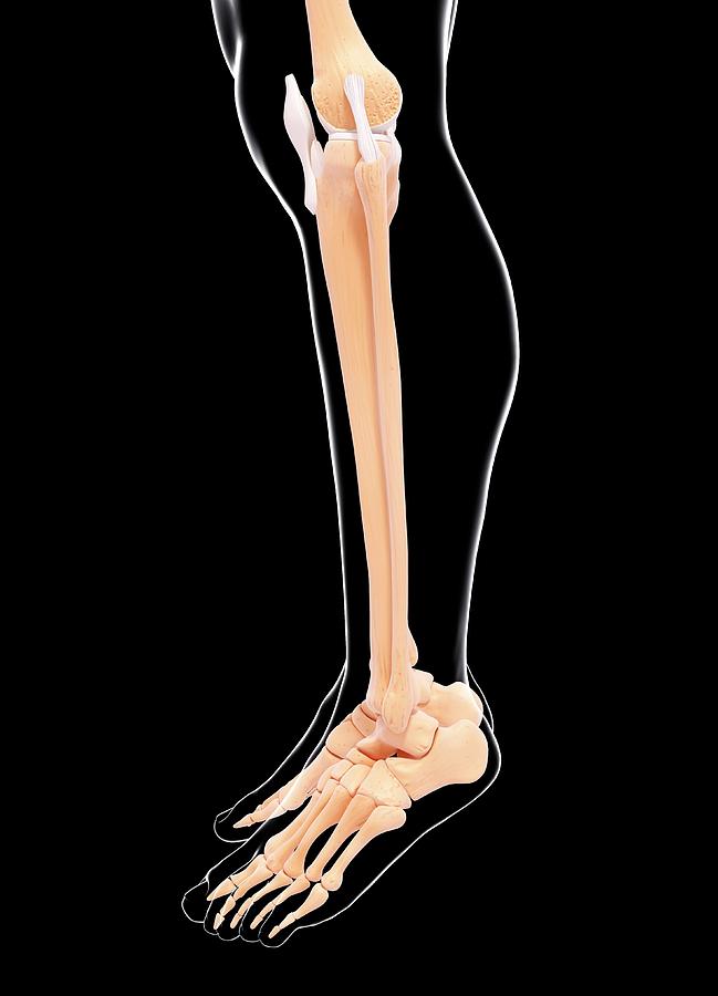Human Leg Bones Photograph by Pixologicstudio/science Photo Library