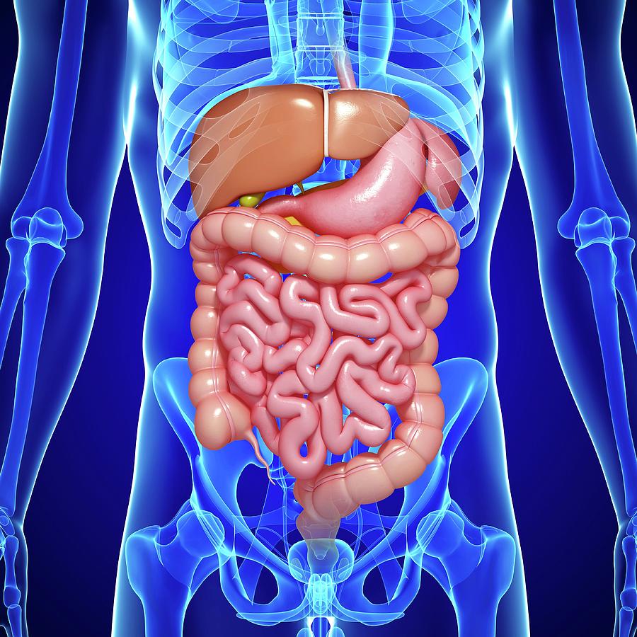 Male Digestive System Photograph by Pixologicstudio/science Photo ...