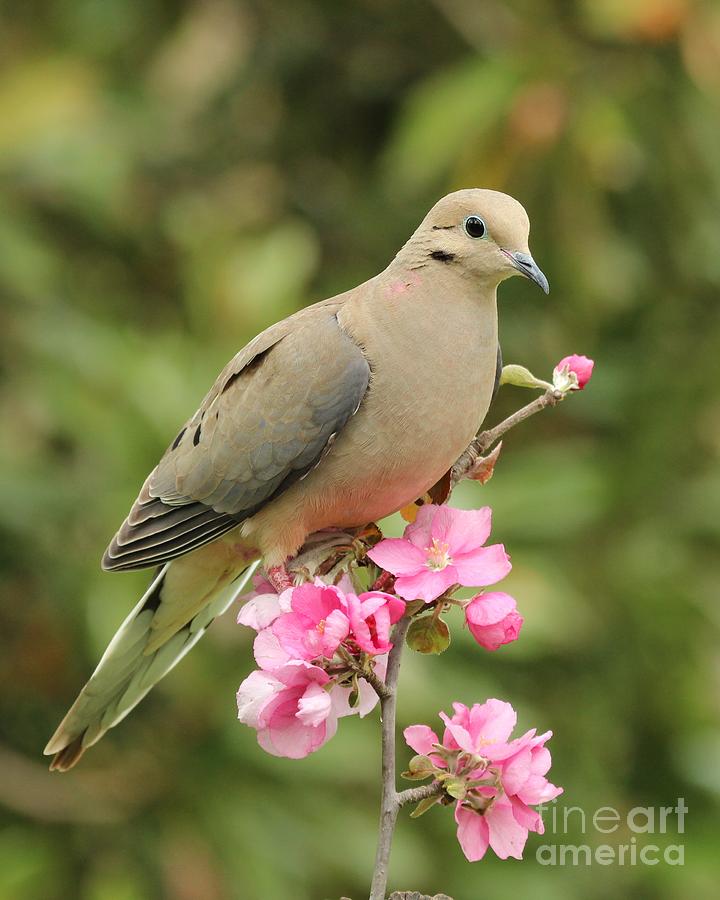 Mourning Dove #56 Photograph by Jack R Brock