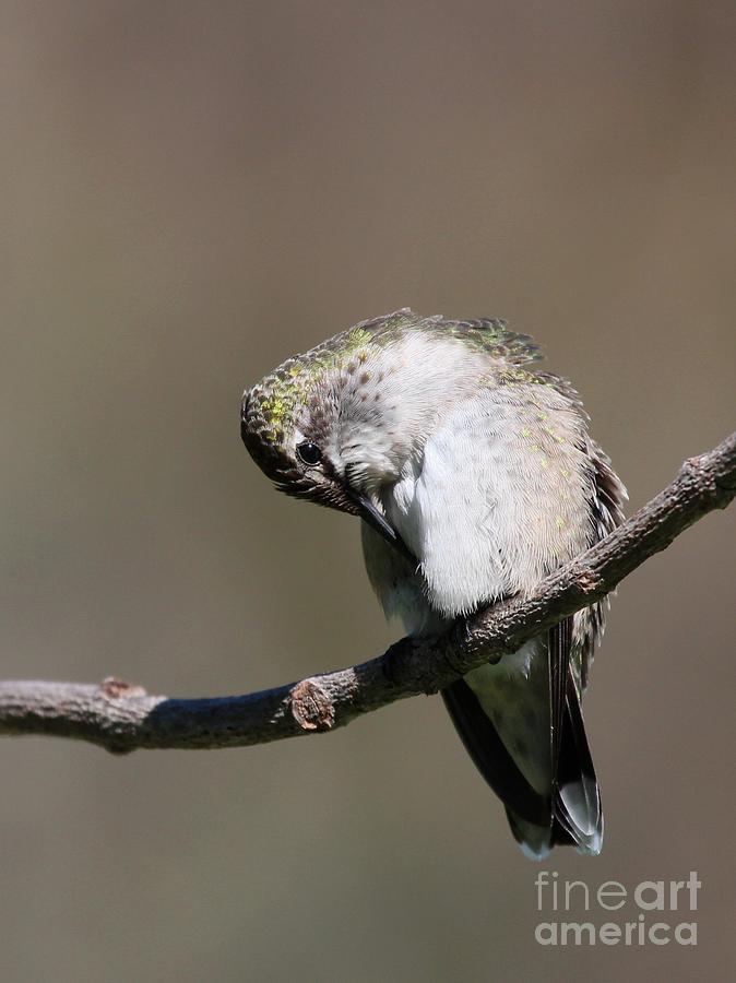 Ruby-throated Hummingbird #56 Photograph by Jack R Brock