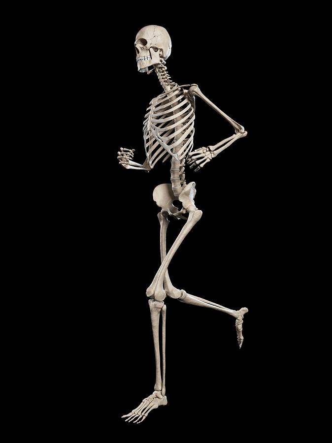 Skeletal System Of Runner #56 Photograph by Sebastian Kaulitzki