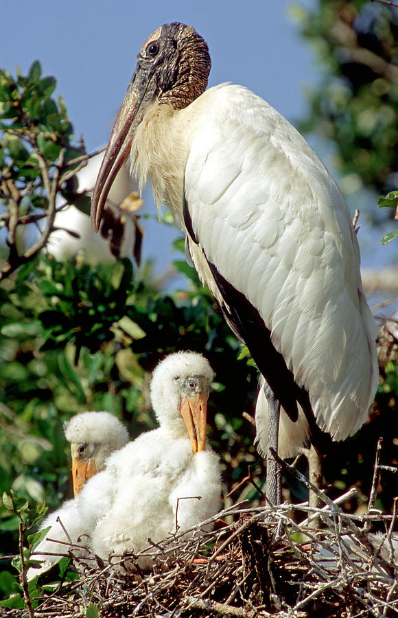 Wood Storks #56 Photograph by Millard H. Sharp