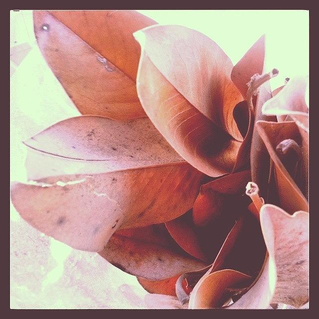Magnolia Movie Photograph - Instagram Photo #3 by Marigan OMalley-Posada