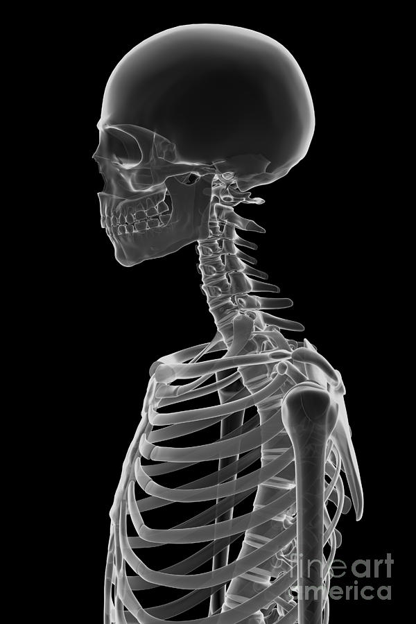 Bones Of The Upper Body Photograph by Science Picture Co - Fine Art America