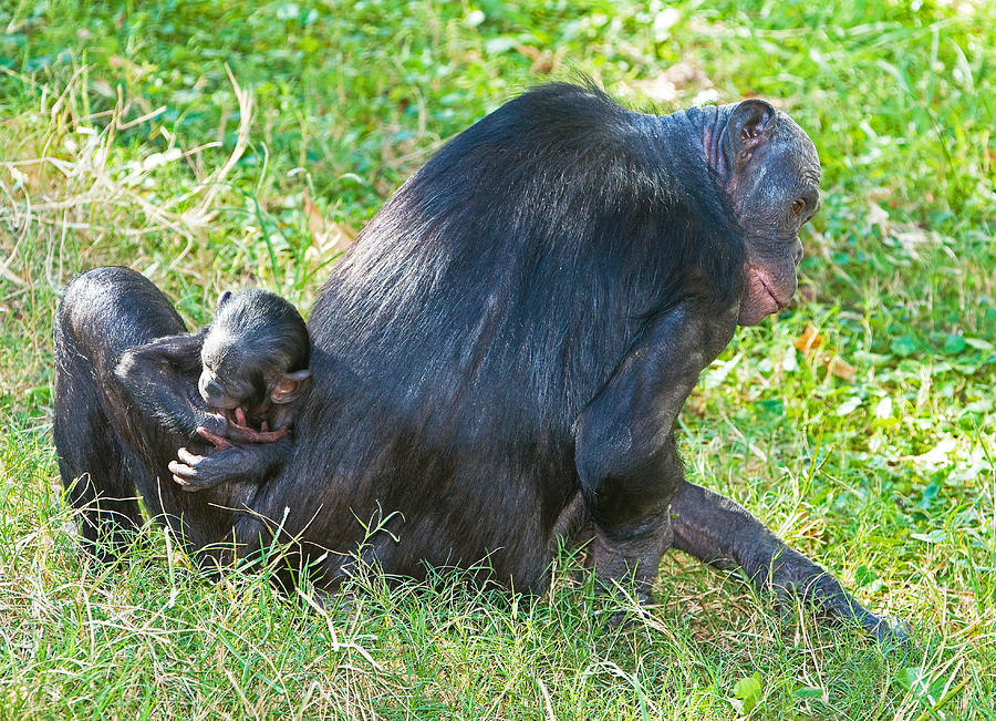 Bonobo Mother And Baby #57 Photograph by Millard H. Sharp