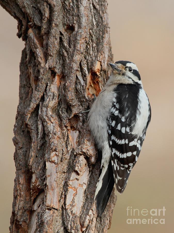 Downy Woodpecker #57 Photograph by Jack R Brock
