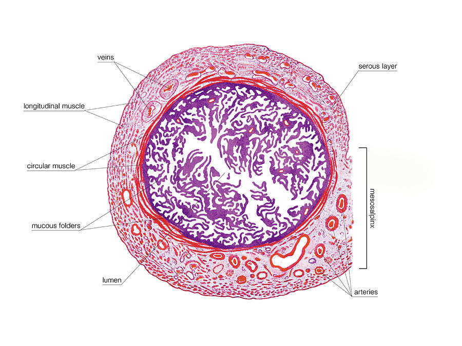 Female Genital System Anatomy Embryology