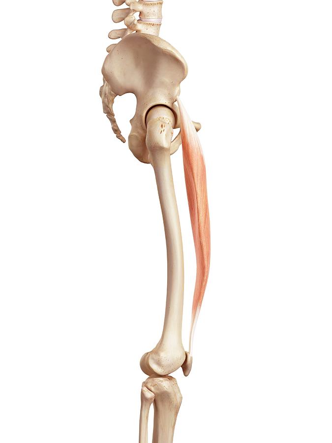 Human Muscles Of Leg Photograph by Sebastian Kaulitzki/science Photo ... Biology Diagrams