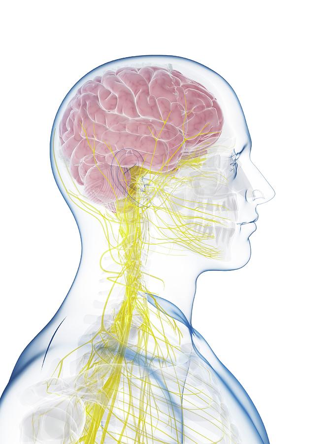 Male Nervous System Photograph by Sciepro/science Photo Library | Pixels