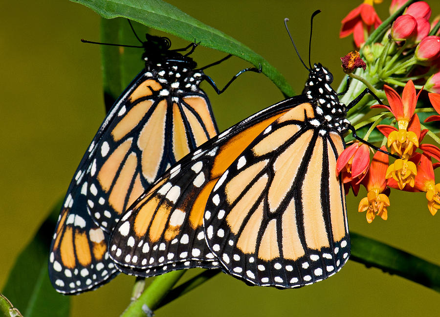 Monarch Butterfly #57 Photograph by Millard H. Sharp