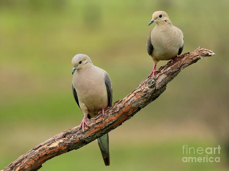 Mourning Dove #57 Photograph by Jack R Brock