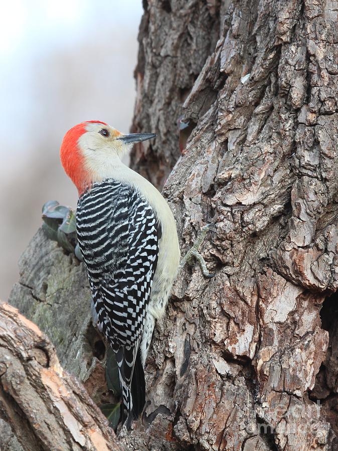 Red-bellied Woodpecker #57 Photograph by Jack R Brock