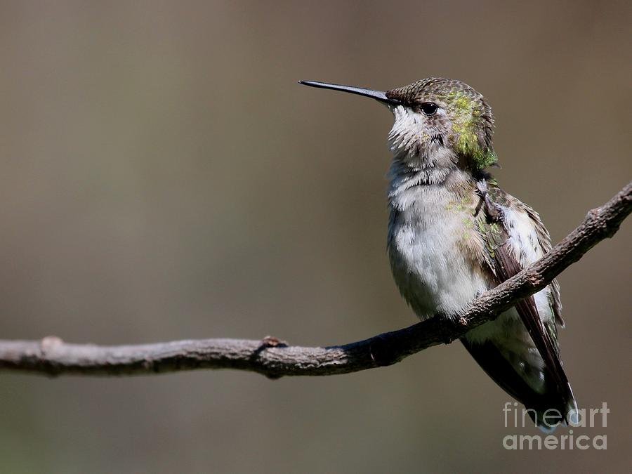 Ruby-throated Hummingbird #57 Photograph by Jack R Brock