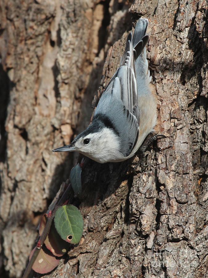 White-breasted Nuthatch #57 Photograph by Jack R Brock