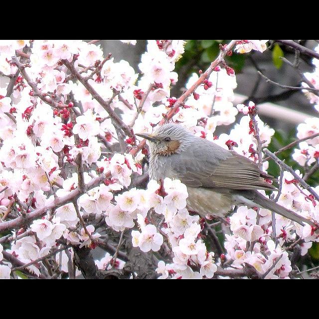 Spring Photograph - Instagram Photo #571425627859 by Kazuta Tomoya