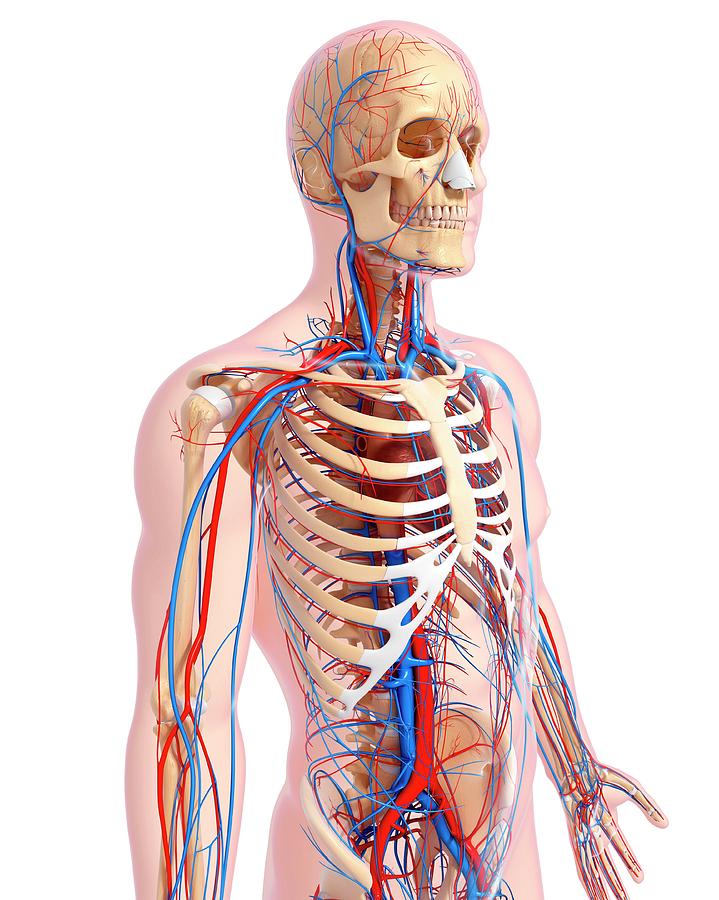 Male Anatomy Photograph by Pixologicstudio/science Photo Library - Fine ...