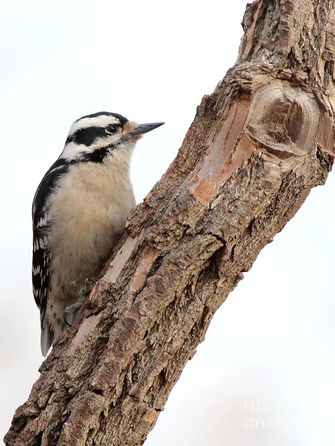 Downy Woodpecker #58 Photograph by Jack R Brock