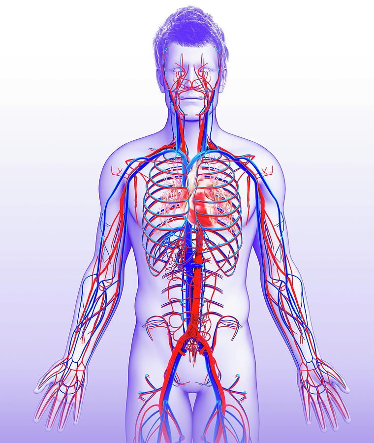 Human Cardiovascular System Photograph by Pixologicstudio/science Photo ...