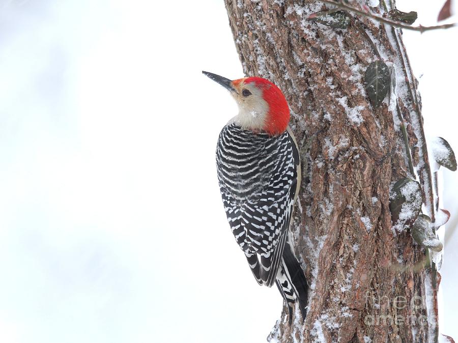 Red-bellied Woodpecker #58 Photograph by Jack R Brock