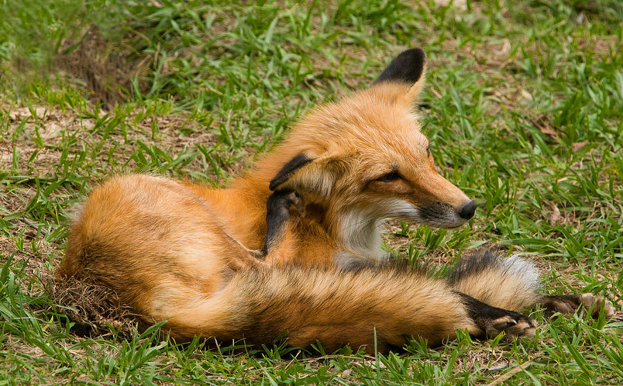 Red Fox #58 Photograph by Millard H. Sharp