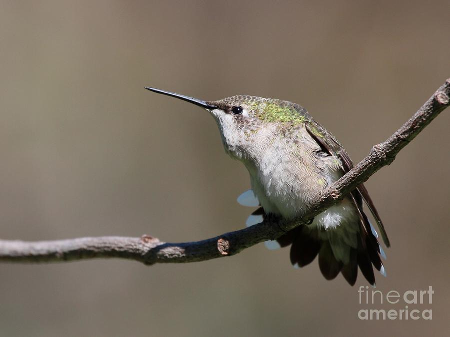 Ruby-throated Hummingbird #58 Photograph by Jack R Brock