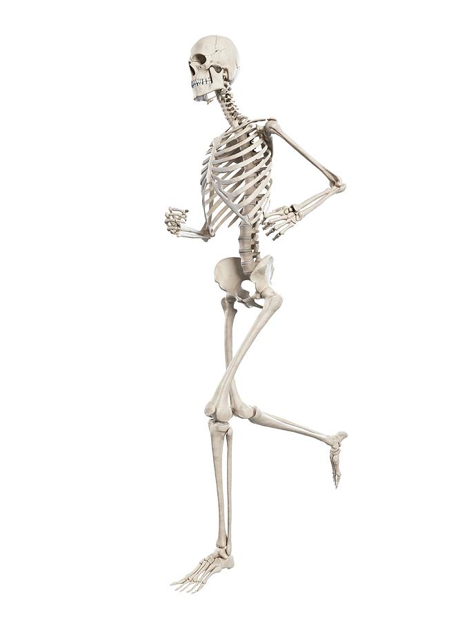 Skeletal System Of Runner #58 Photograph by Sebastian Kaulitzki