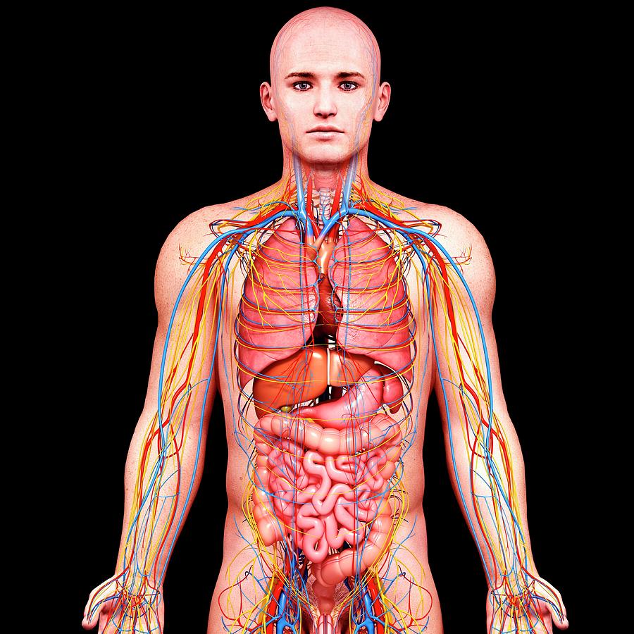 Male Anatomy Photograph By Pixologicstudio Science Photo Library Pixels