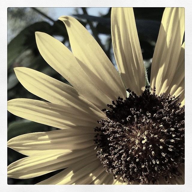 Sunflower Photograph - Sunflower by Tiffany Borden