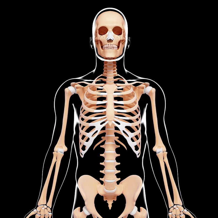 Human Skeleton #589 by Science Photo Library