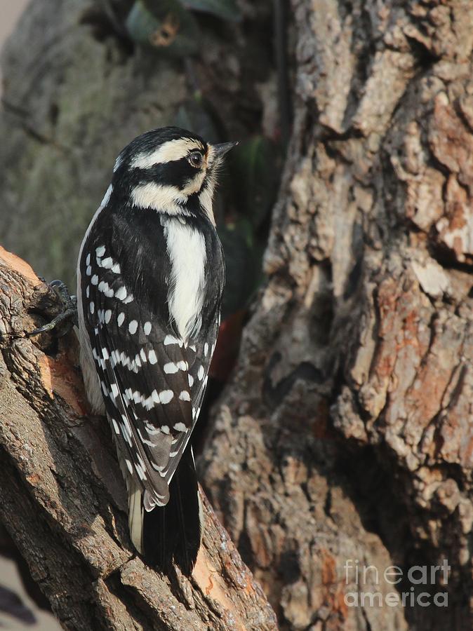 Downy Woodpecker #59 Photograph by Jack R Brock
