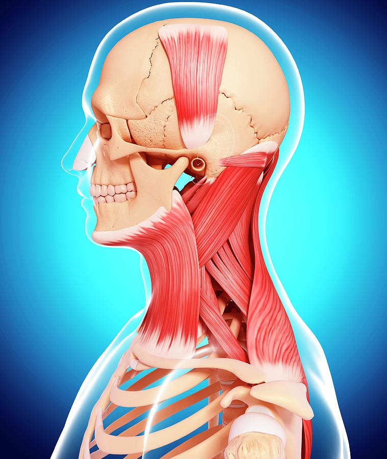 Human Neck Musculature #59 Photograph by Pixologicstudio/science Photo ...