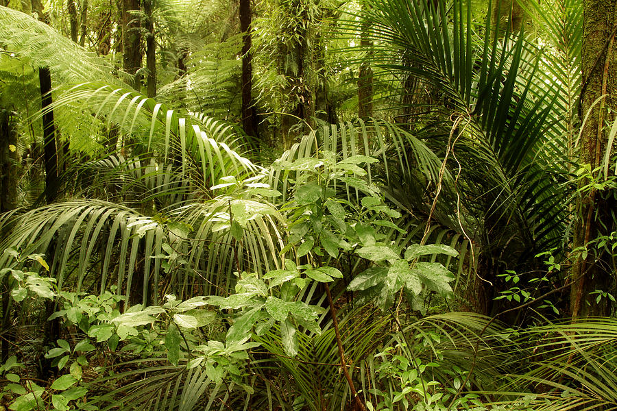 Jungle 4 Photograph by Les Cunliffe - Fine Art America