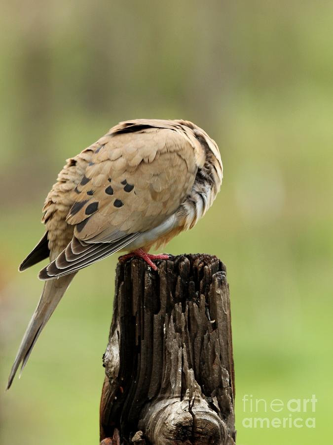 Mourning Dove #59 Photograph by Jack R Brock