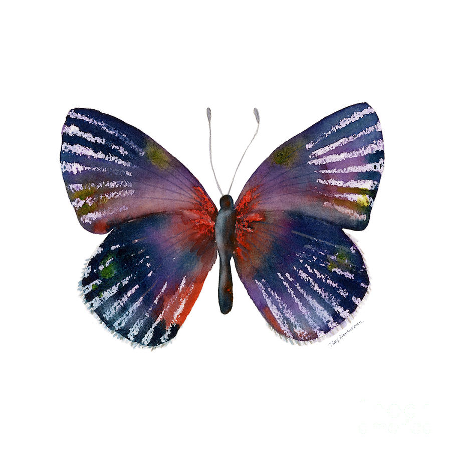 59 Noctula Butterfly Painting by Amy Kirkpatrick