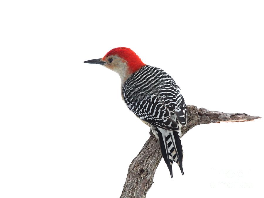 Red-bellied Woodpecker #59 Photograph by Jack R Brock