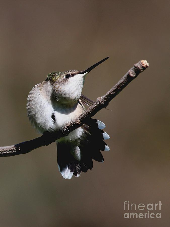 Ruby-throated Hummingbird #59 Photograph by Jack R Brock