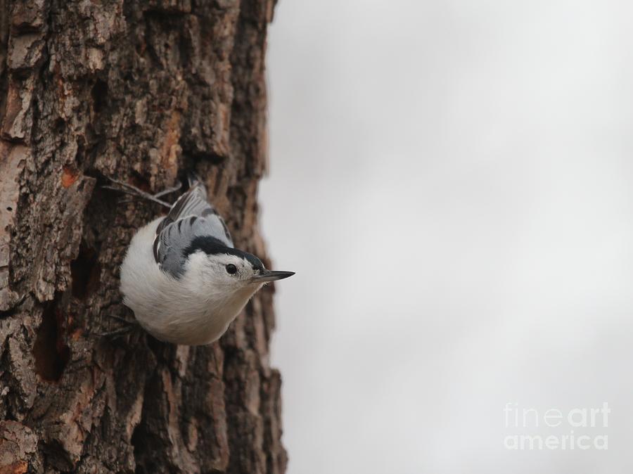 White-breasted Nuthatch #59 Photograph by Jack R Brock