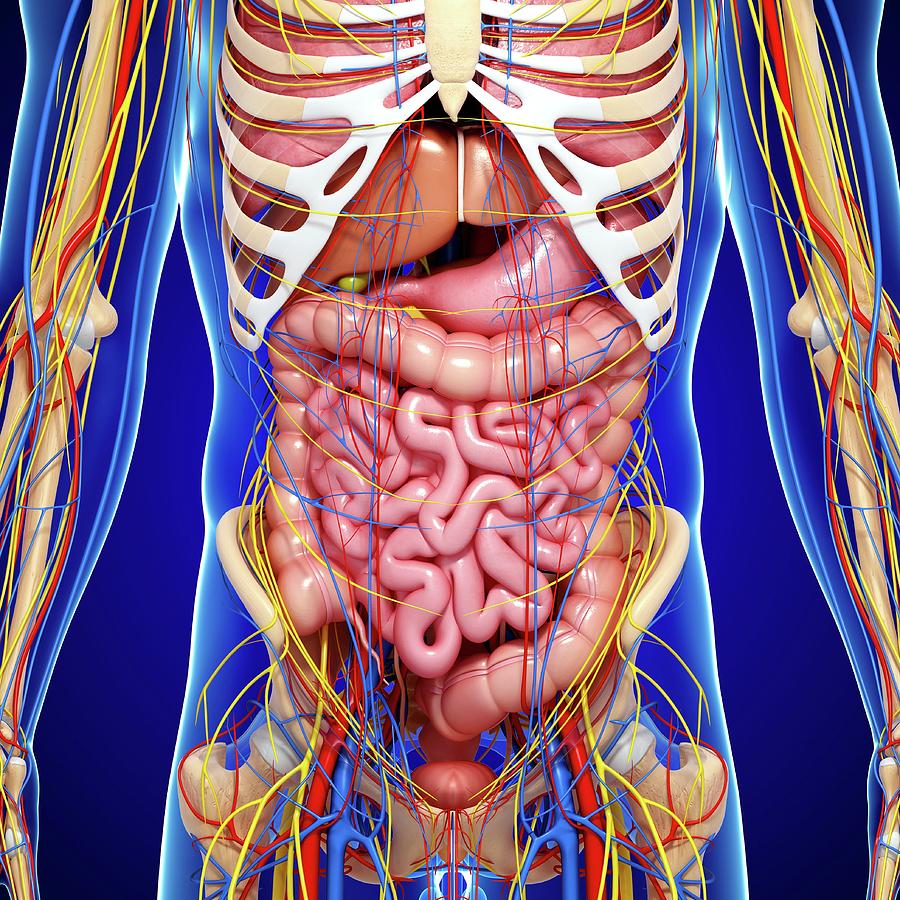 Male Anatomy Photograph by Pixologicstudio/science Photo Library | Fine ...