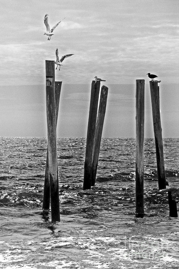 Nature Photograph - 59TH Street Pier With Seagulls by Tom Gari Gallery-Three-Photography