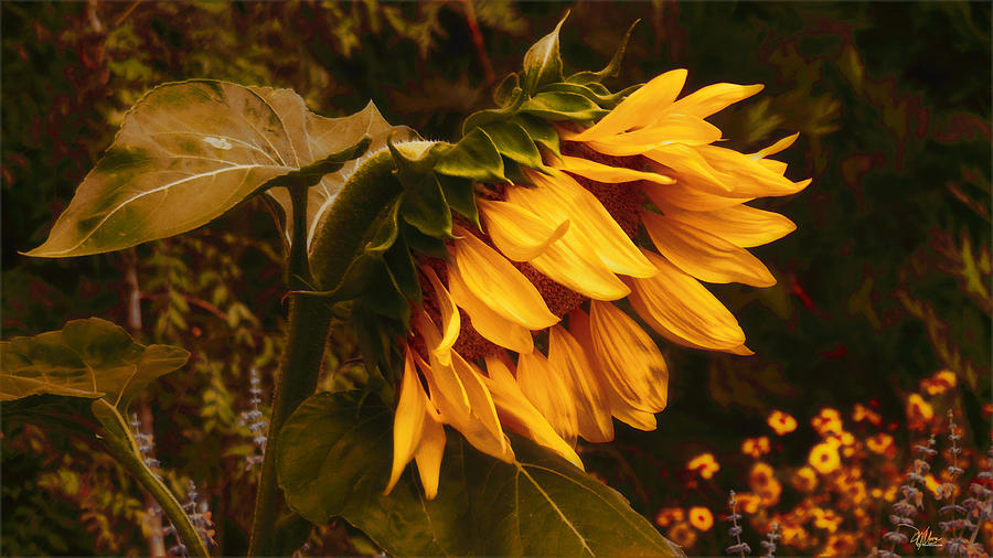 Sunflower Photograph - 5am Wake Up Call by Douglas MooreZart