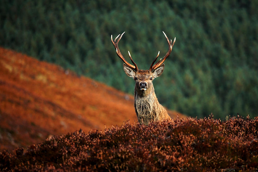  Red Deer Stag #6 Photograph by Gavin Macrae