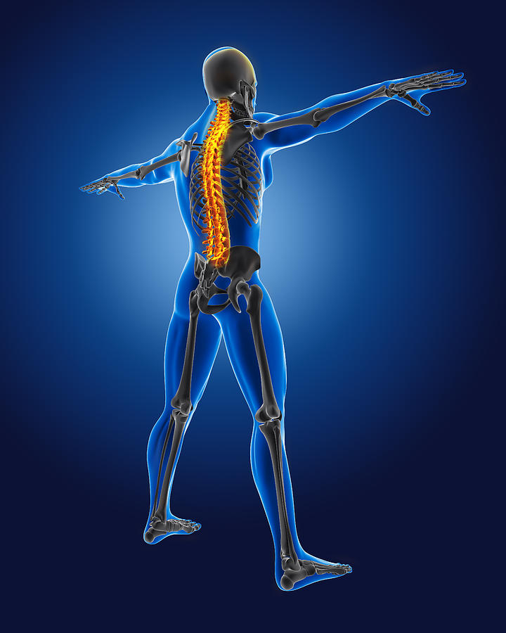 Skeleton Digital Art - 3D medical man with skeleton #6 by Kirsty Pargeter